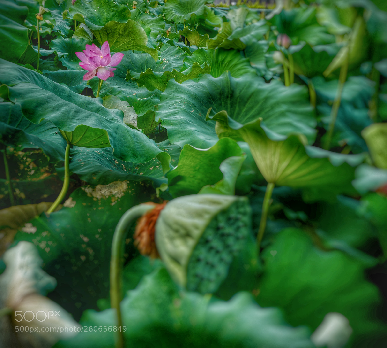 Leica Q (Typ 116) sample photo. Untitled photography