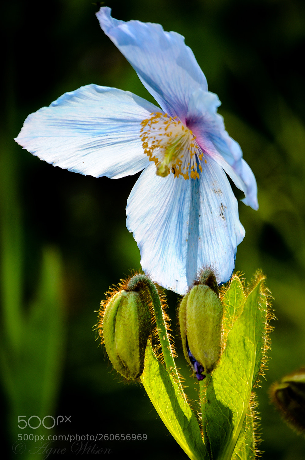 Nikon D300 sample photo. White blossom photography