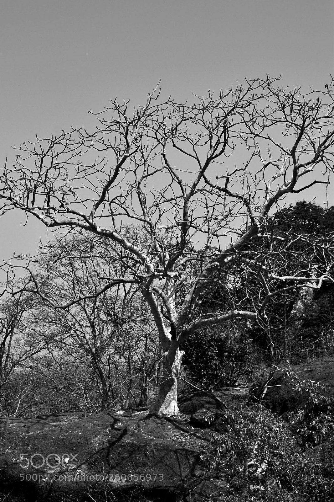 Nikon D5300 sample photo. Give me some rain... photography