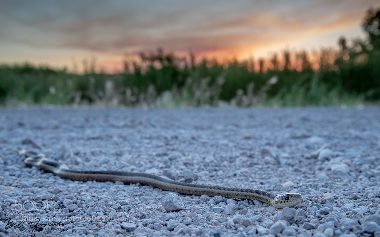 Nikon D750 sample photo. New mexico garter snake photography