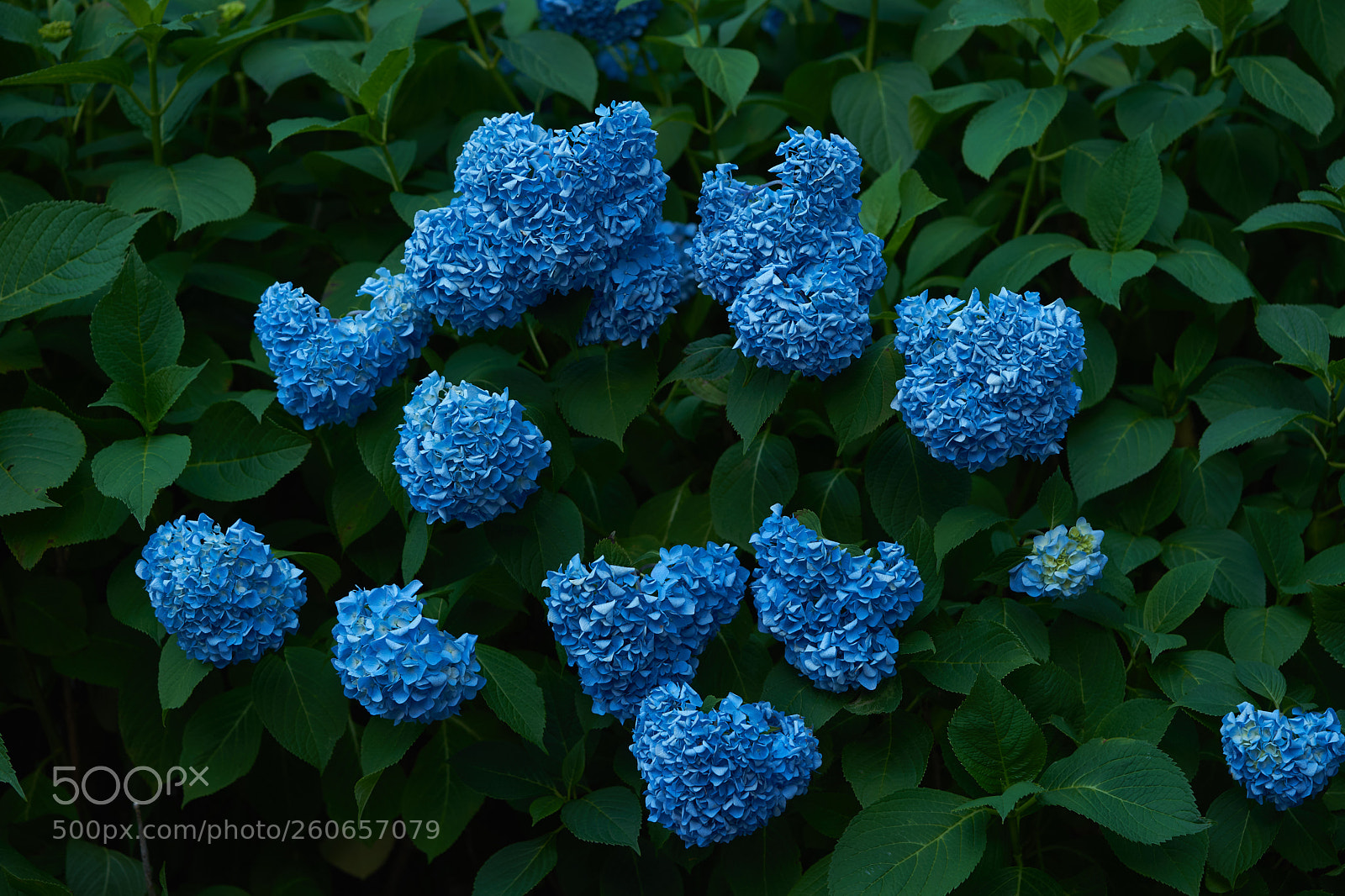 Sony a7 sample photo. Flowers 6721 photography