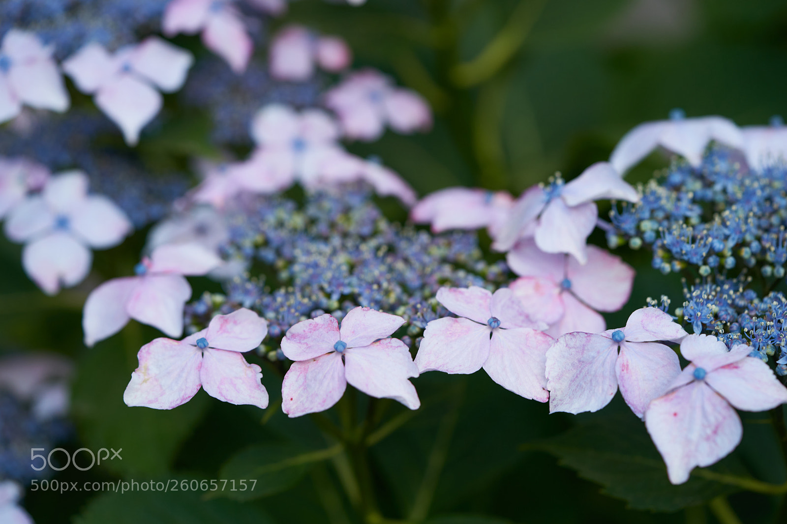 Sony a7 sample photo. Flowers 6722 photography