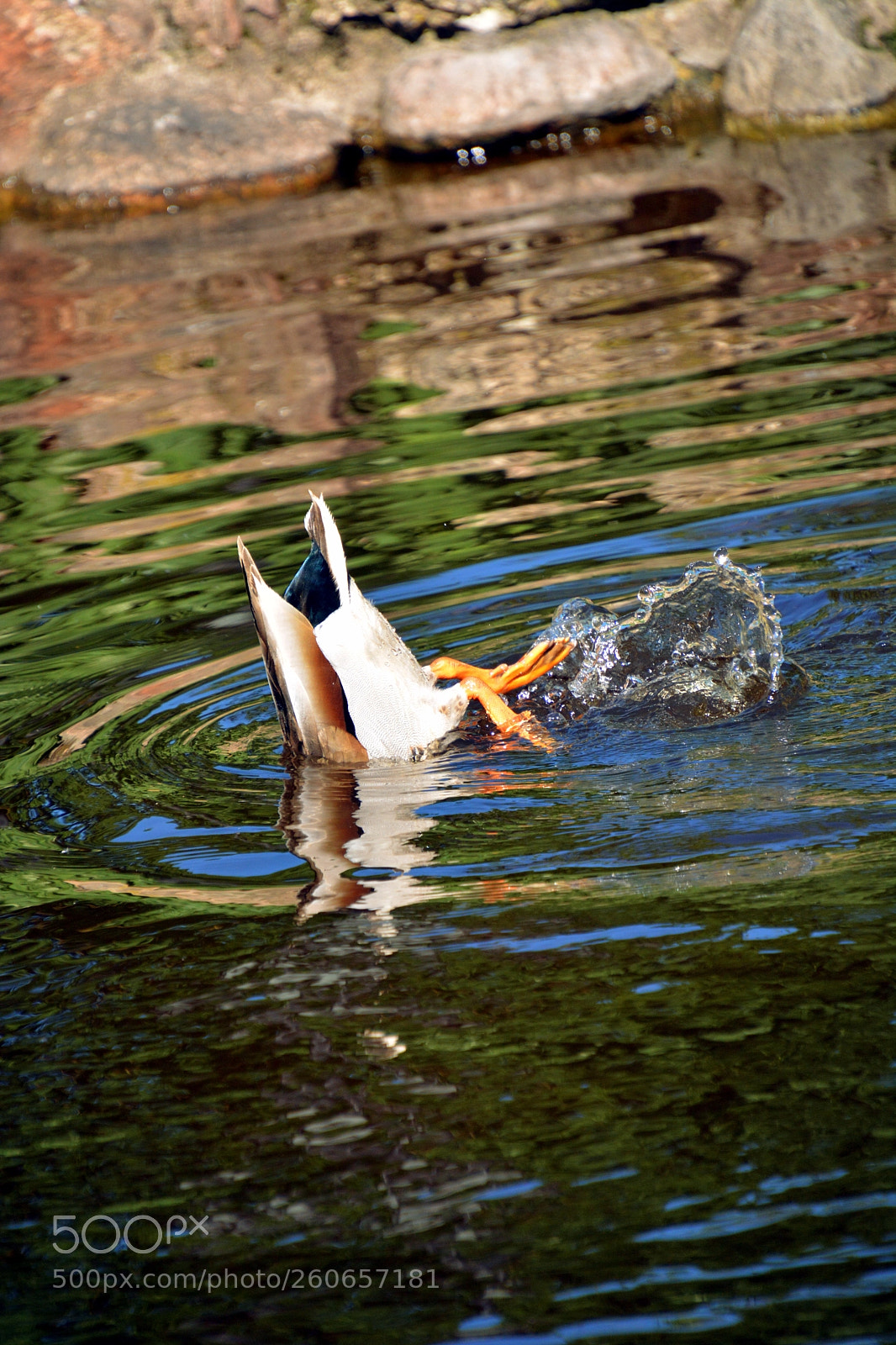 Nikon D5200 sample photo. Diving training... photography