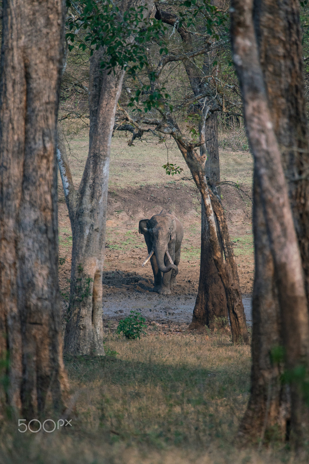 Sony a99 II sample photo. Tusker beyond the trees photography