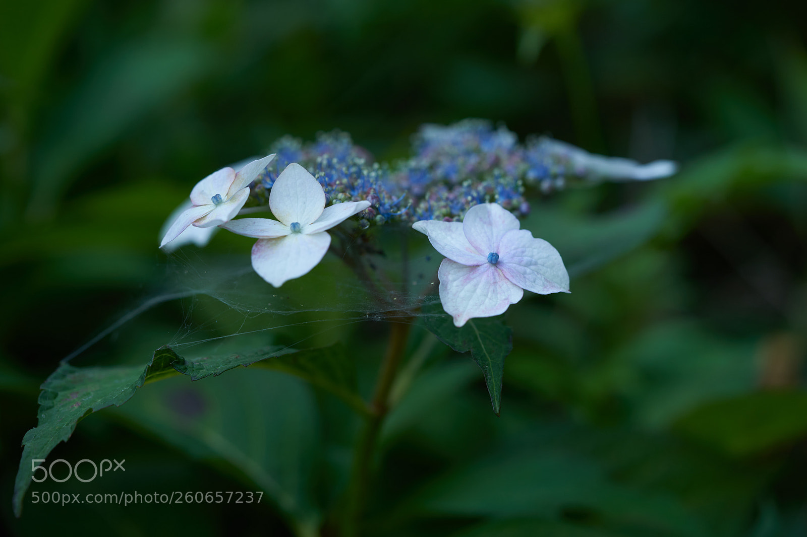 Sony a7 sample photo. Flowers 6723 photography