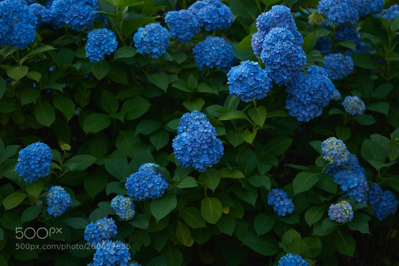 Sony a7 sample photo. Flowers 6724 photography