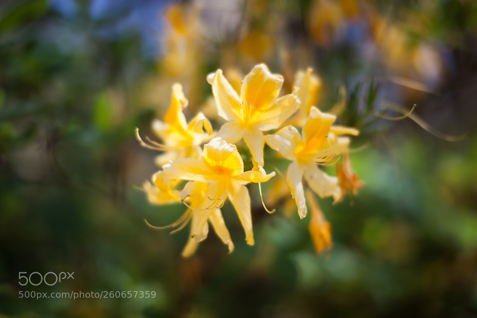 Canon EOS 5D Mark II sample photo. Rhododendron. photography