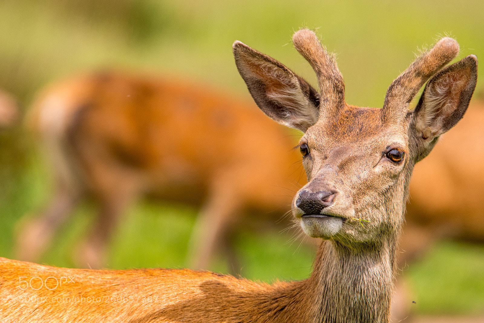 Nikon D500 sample photo. Deer portrait in richmond photography