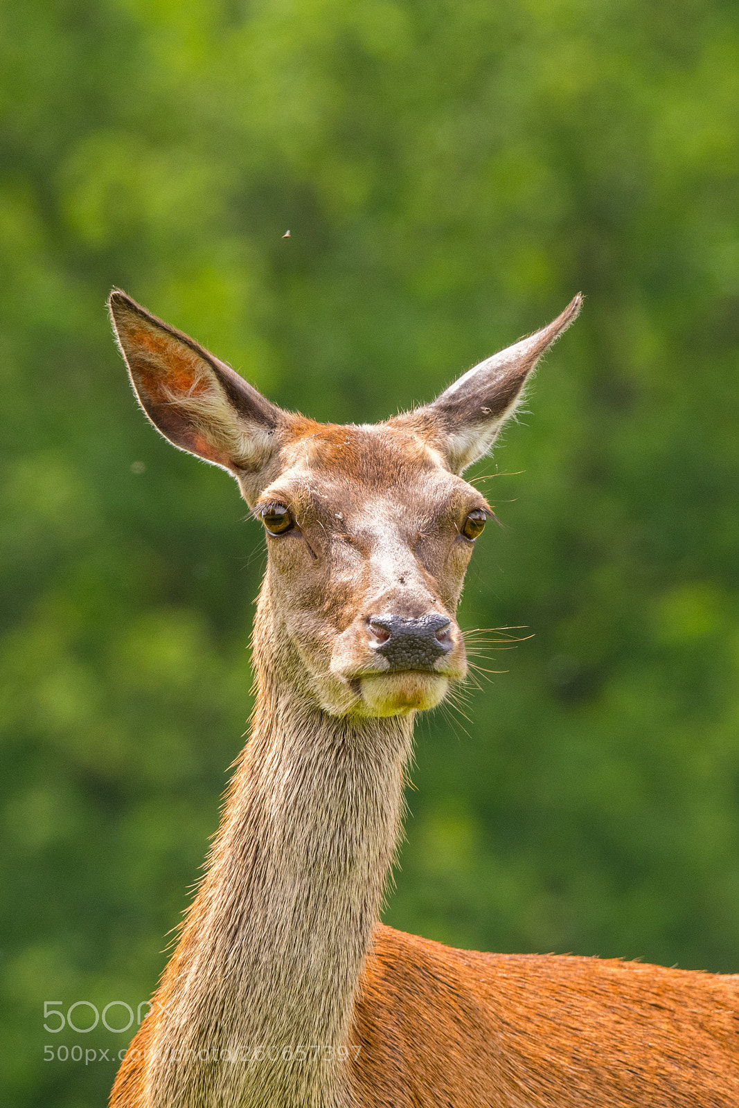 Nikon D500 sample photo. Deer portrait in richmond photography