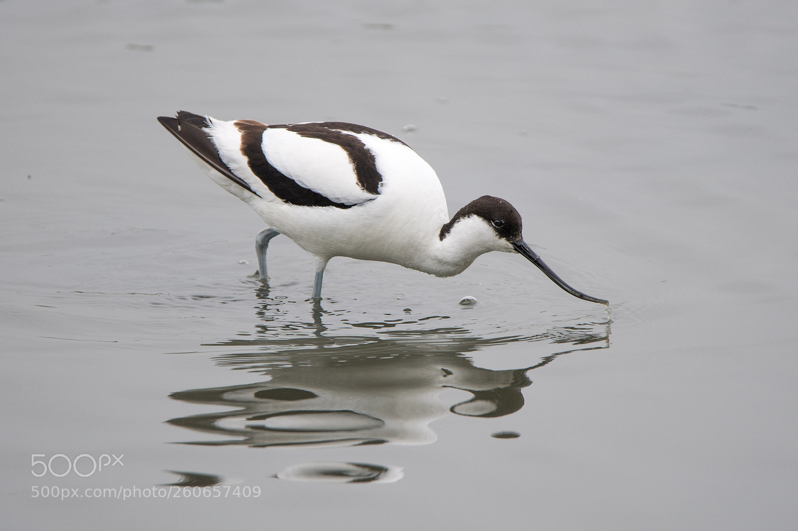 Nikon D500 sample photo. Avocet in titch haven photography