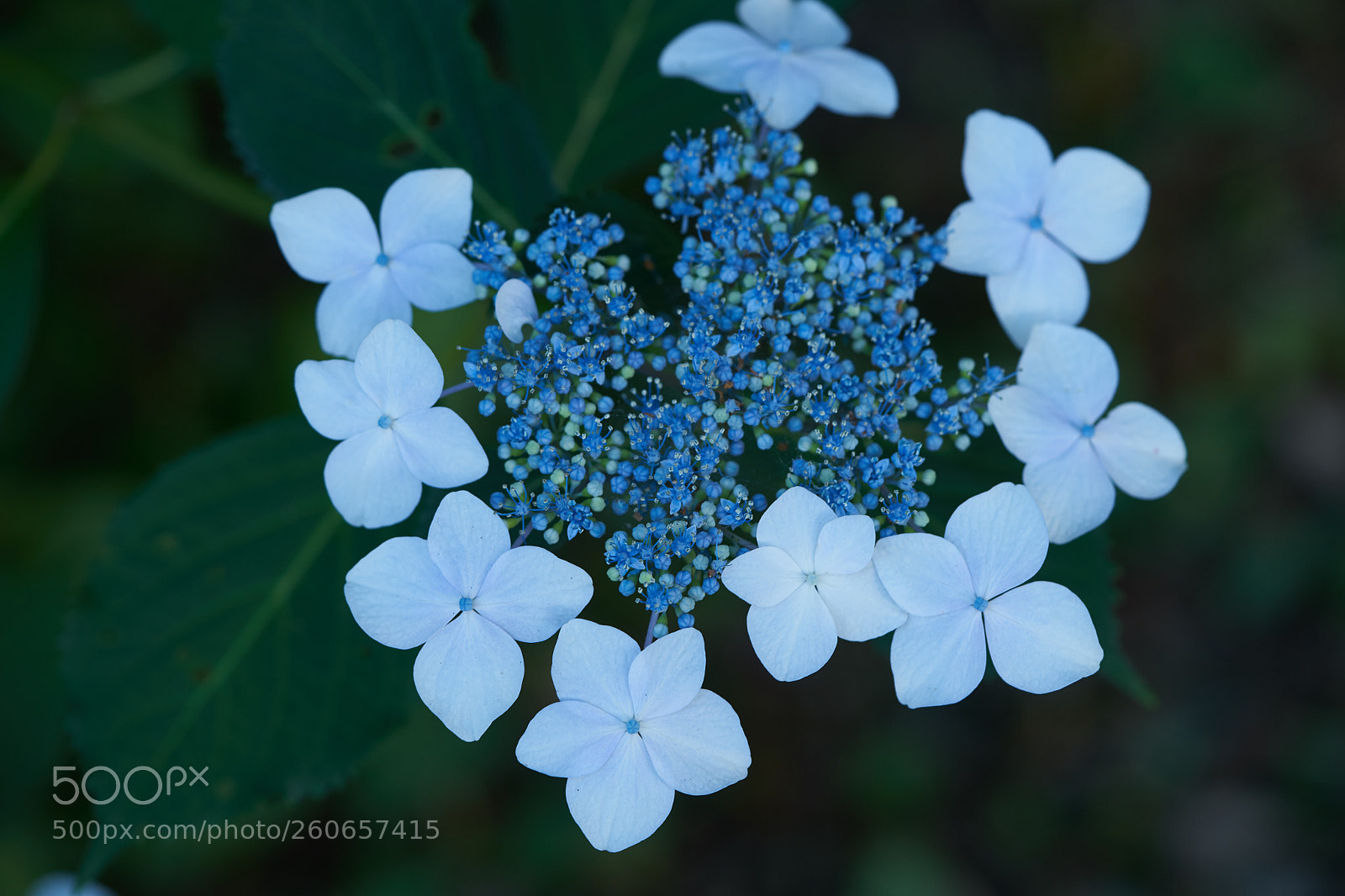 Sony a7 sample photo. Flowers 6725 photography