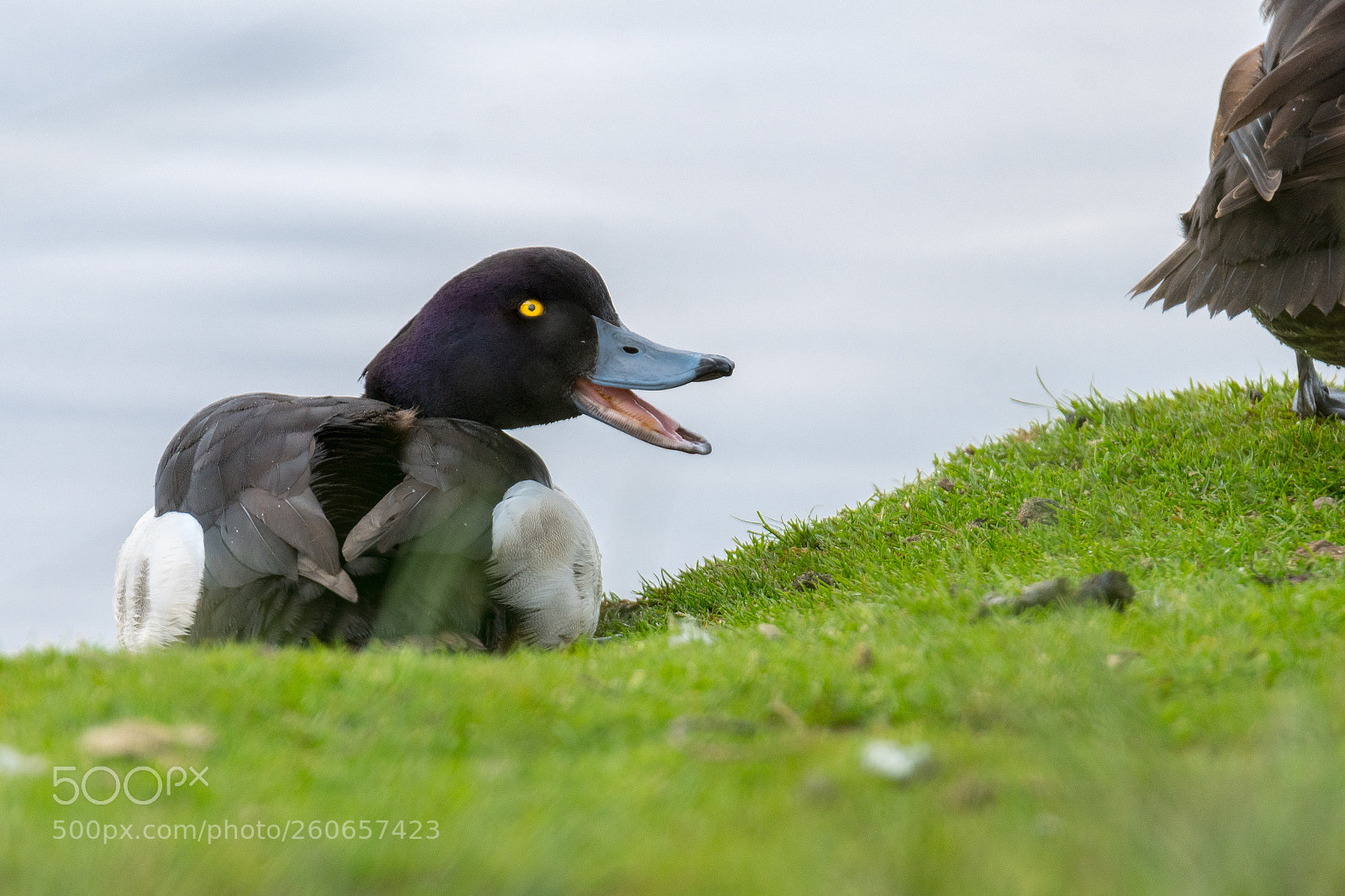 Nikon D500 sample photo. Tufted duck in london photography