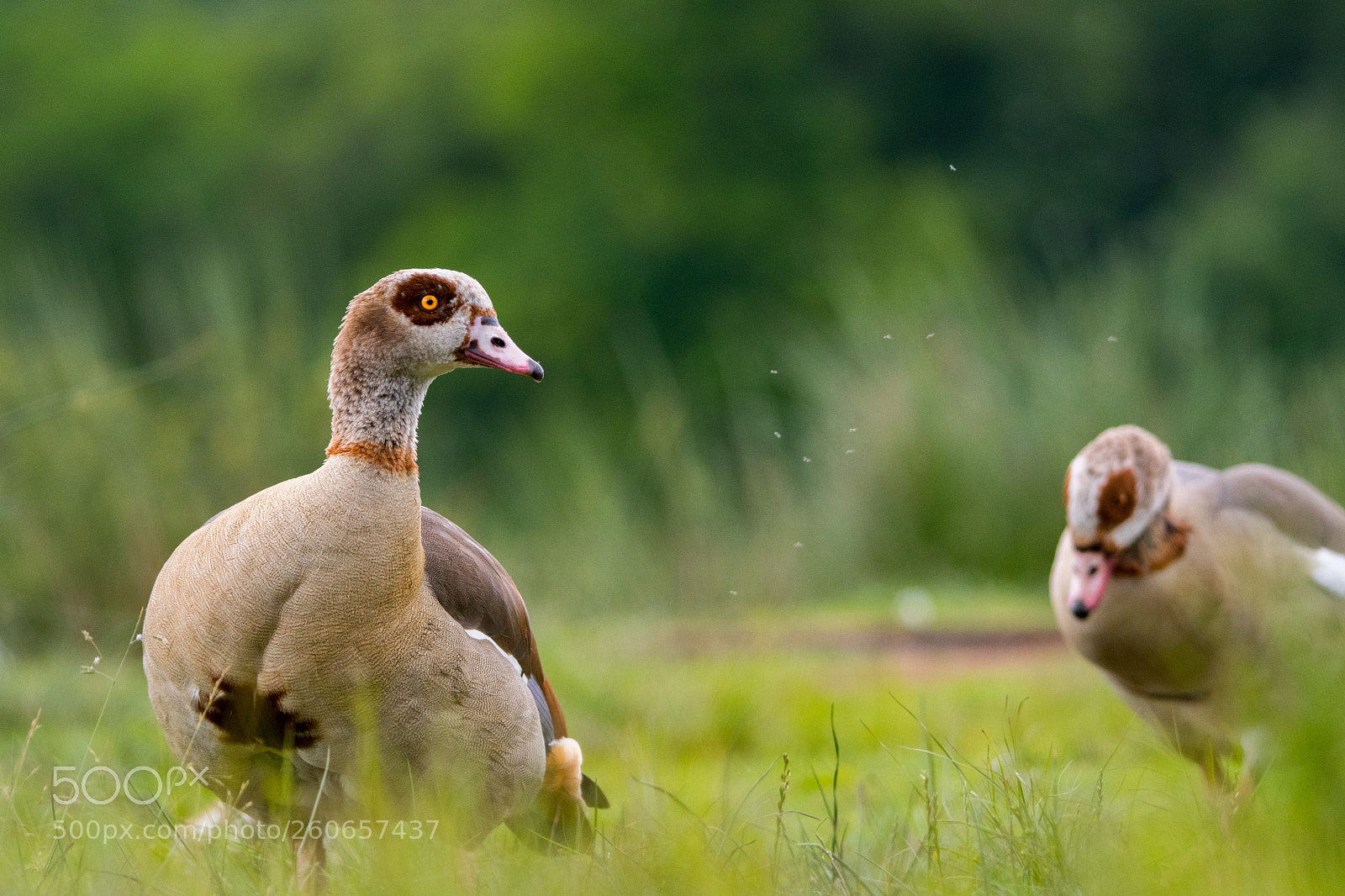 Nikon D500 sample photo. Egyptian geese in london photography