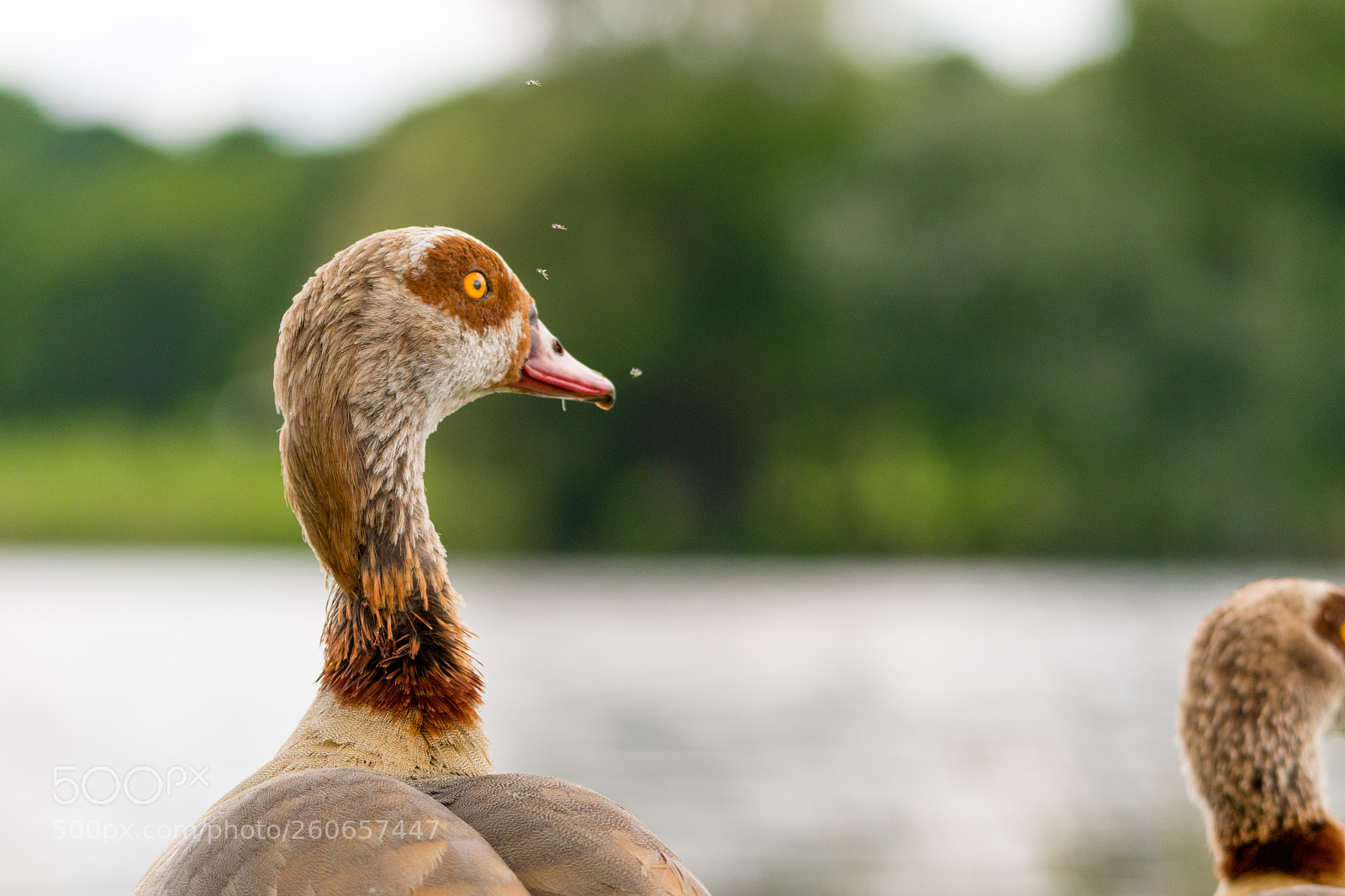 Nikon D500 sample photo. Egyptian geese photography