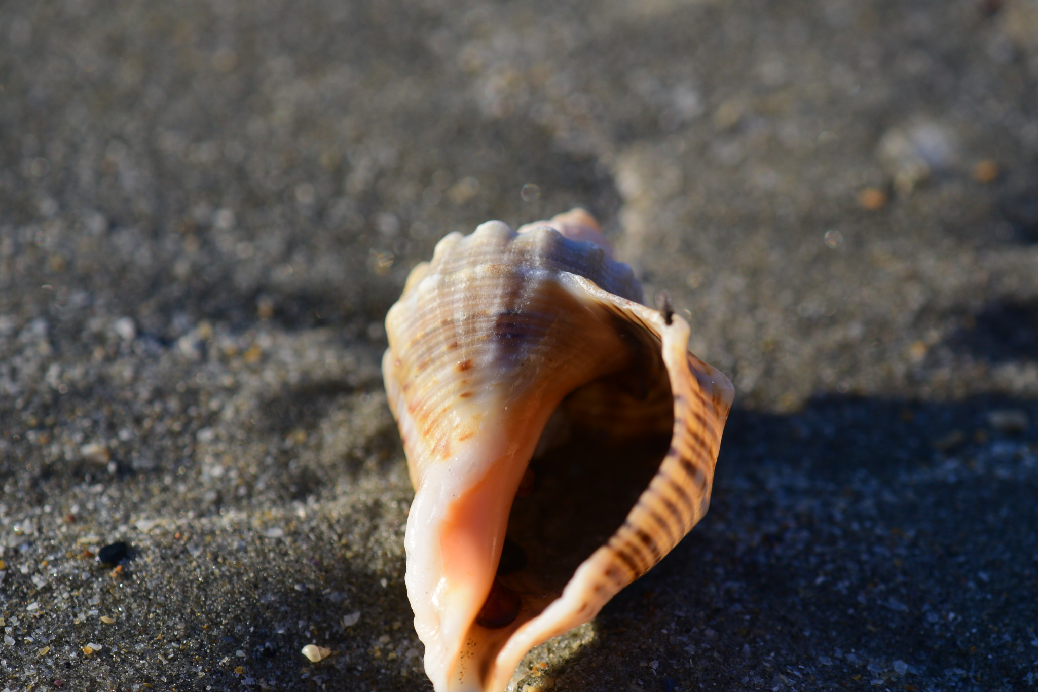 Nikon AF-S DX Micro-Nikkor 85mm F3.5G ED VR sample photo. Shell photography