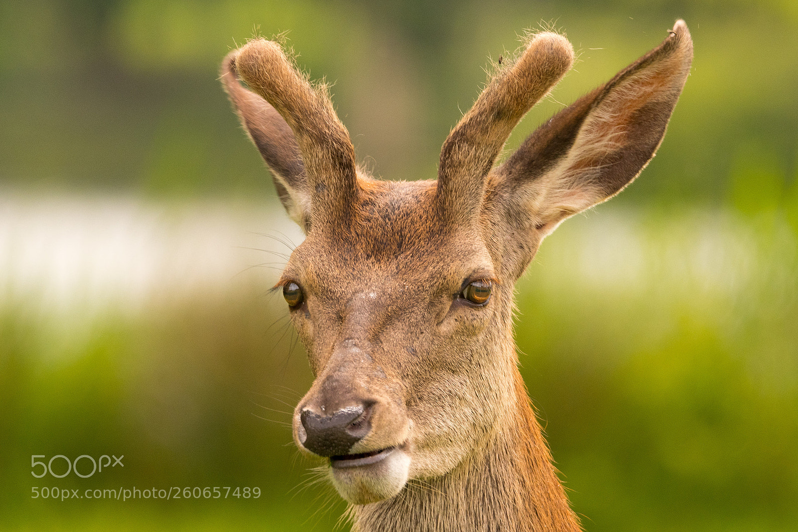 Nikon D500 sample photo. Deer portrait in richmond photography