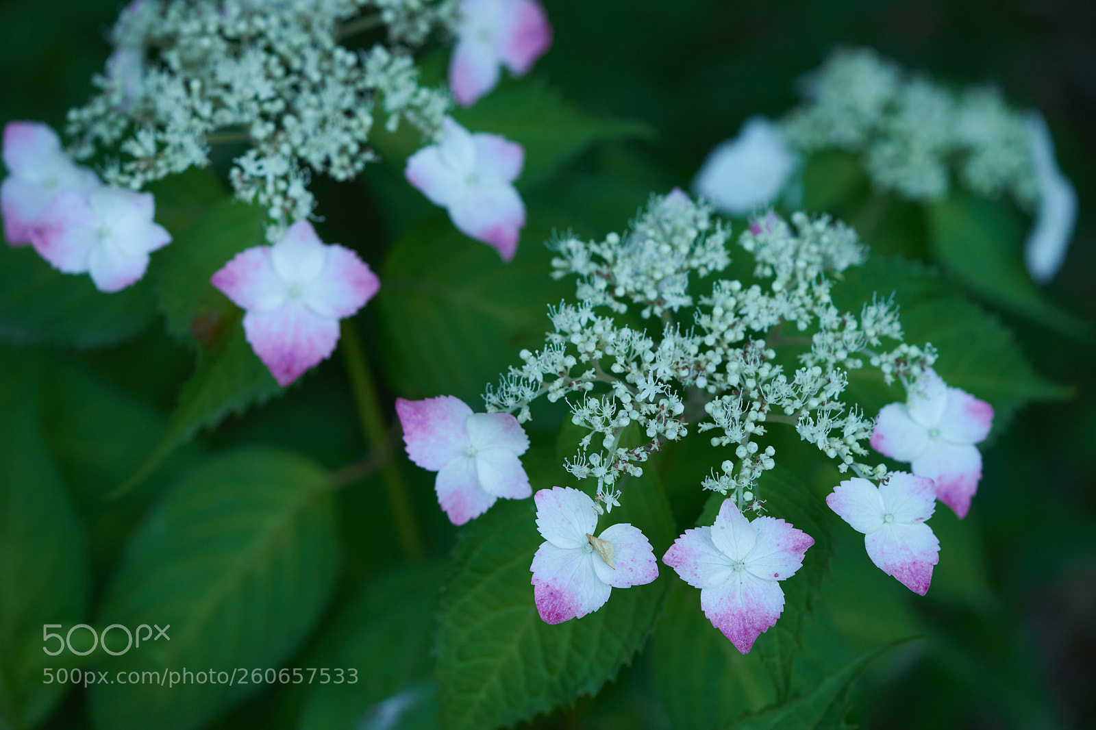 Sony a7 sample photo. Flowers 6726 photography