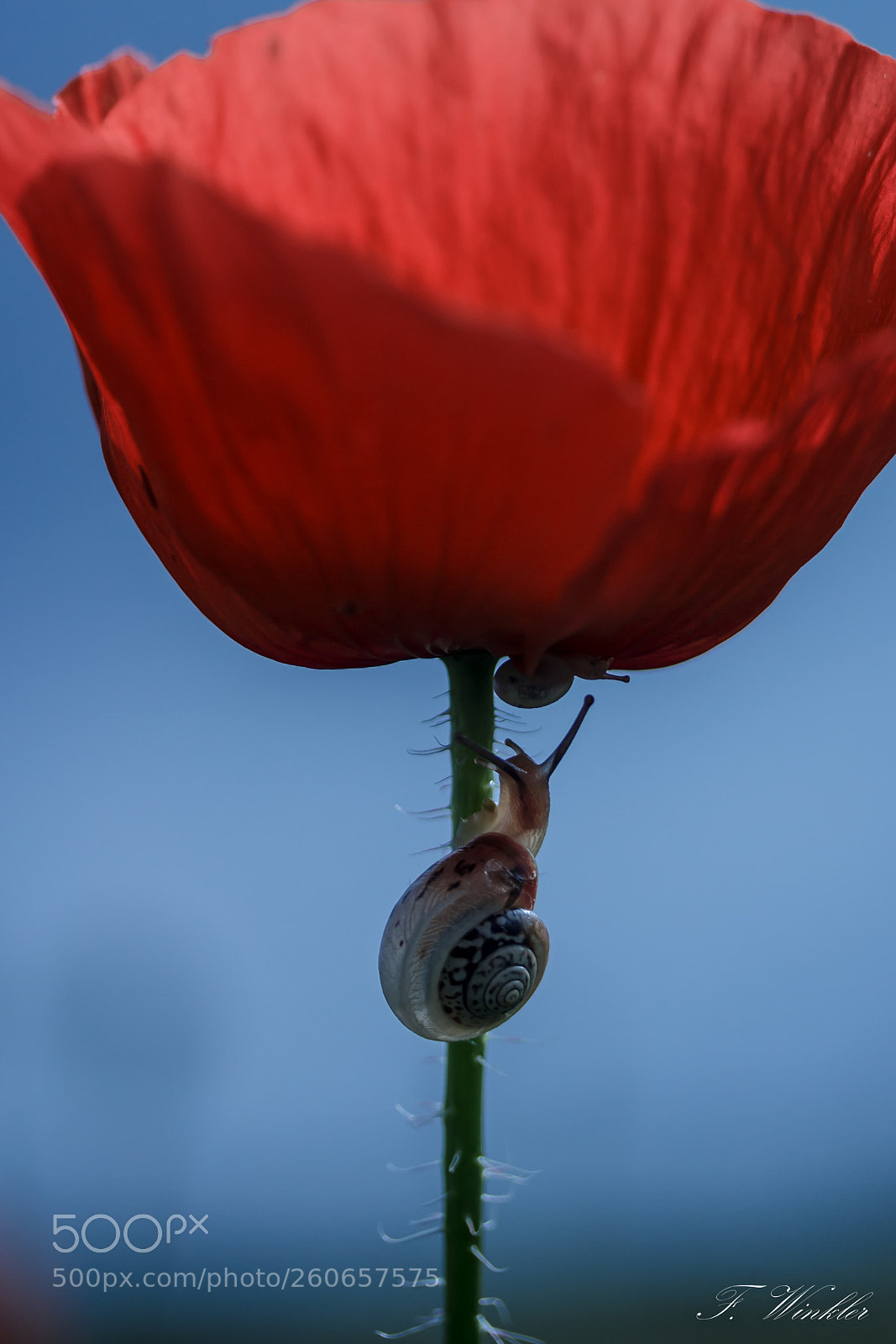Canon EOS 600D (Rebel EOS T3i / EOS Kiss X5) sample photo. Little snail photography