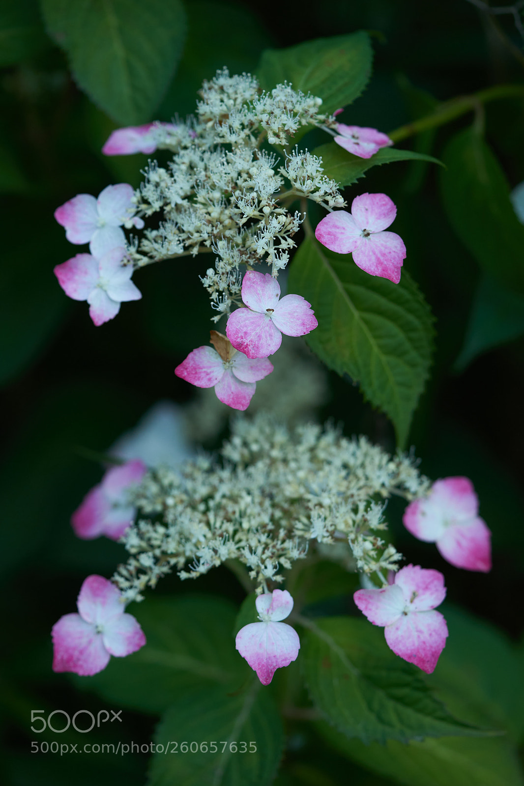 Sony a7 sample photo. Flowers 6727 photography