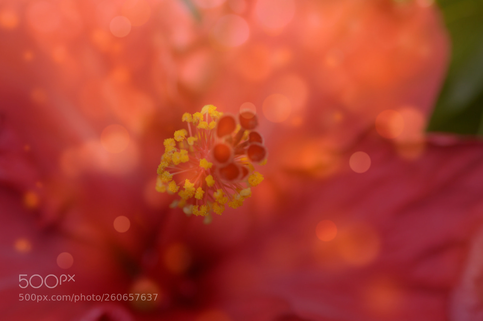Nikon D3200 sample photo. Hibiscus photography