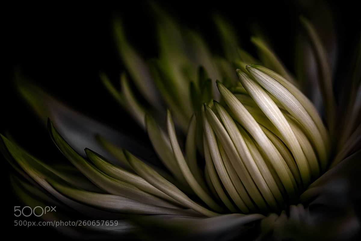 Canon EOS 5D Mark II sample photo. Luminescent petals photography
