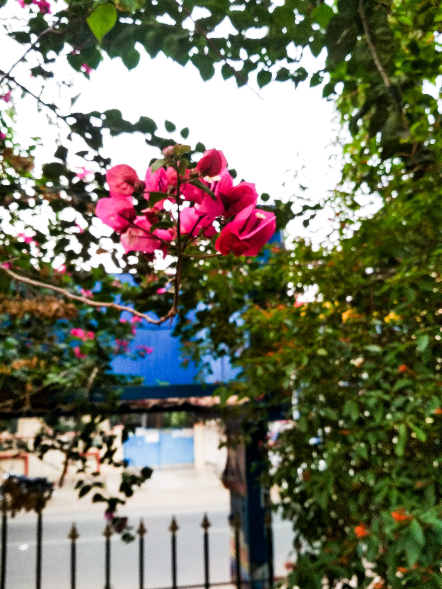 Xiaomi Redmi 4 Pro sample photo. Park flowers photography