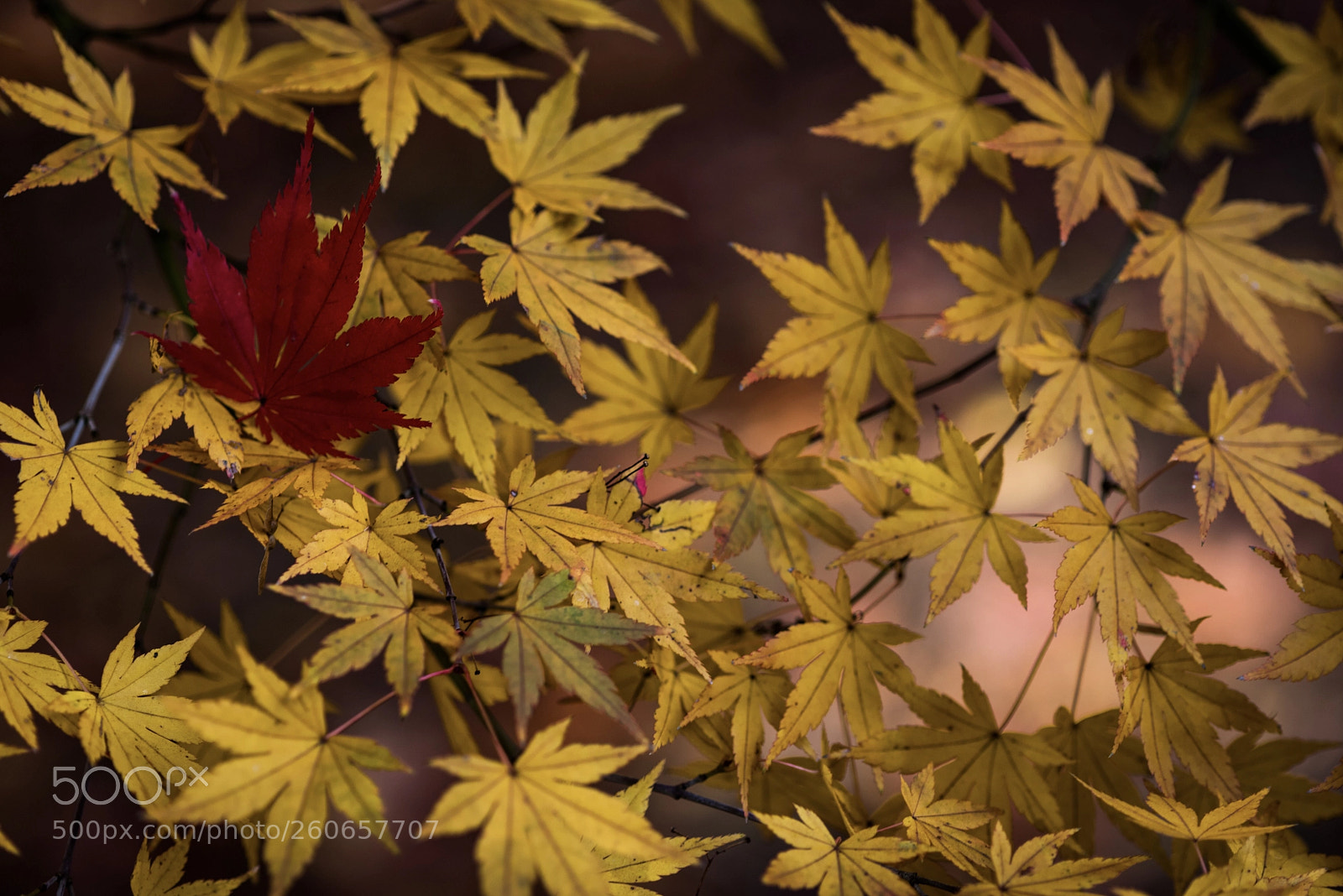 Nikon D750 sample photo. Untitled photography