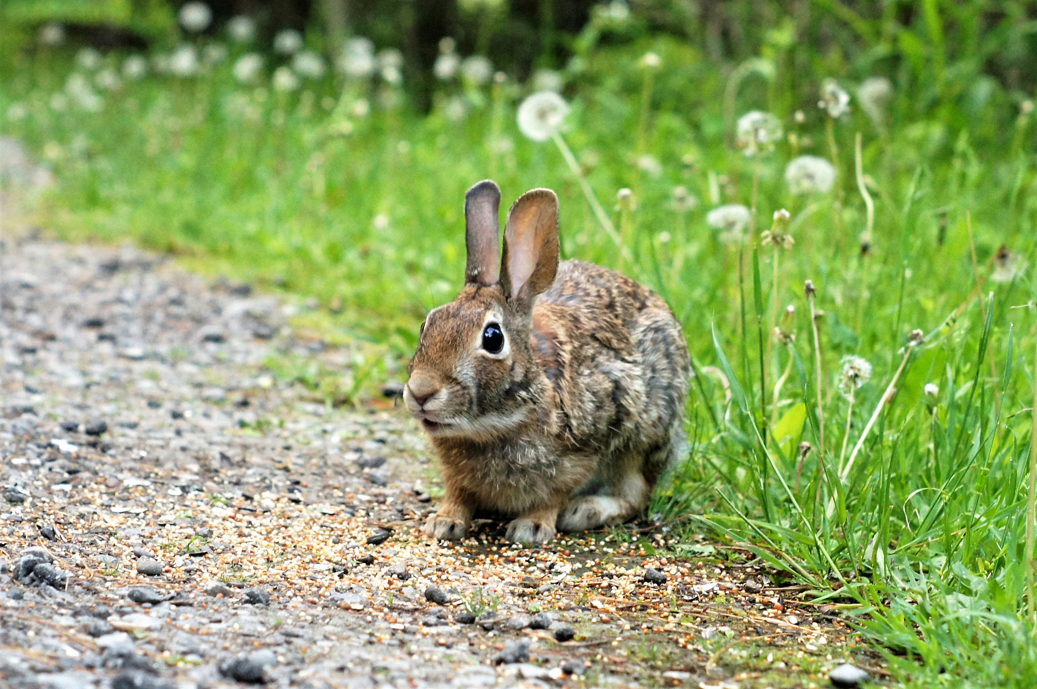 Sony SLT-A35 + Minolta AF 50mm F1.7 sample photo. Little rabbit eating breakfast photography