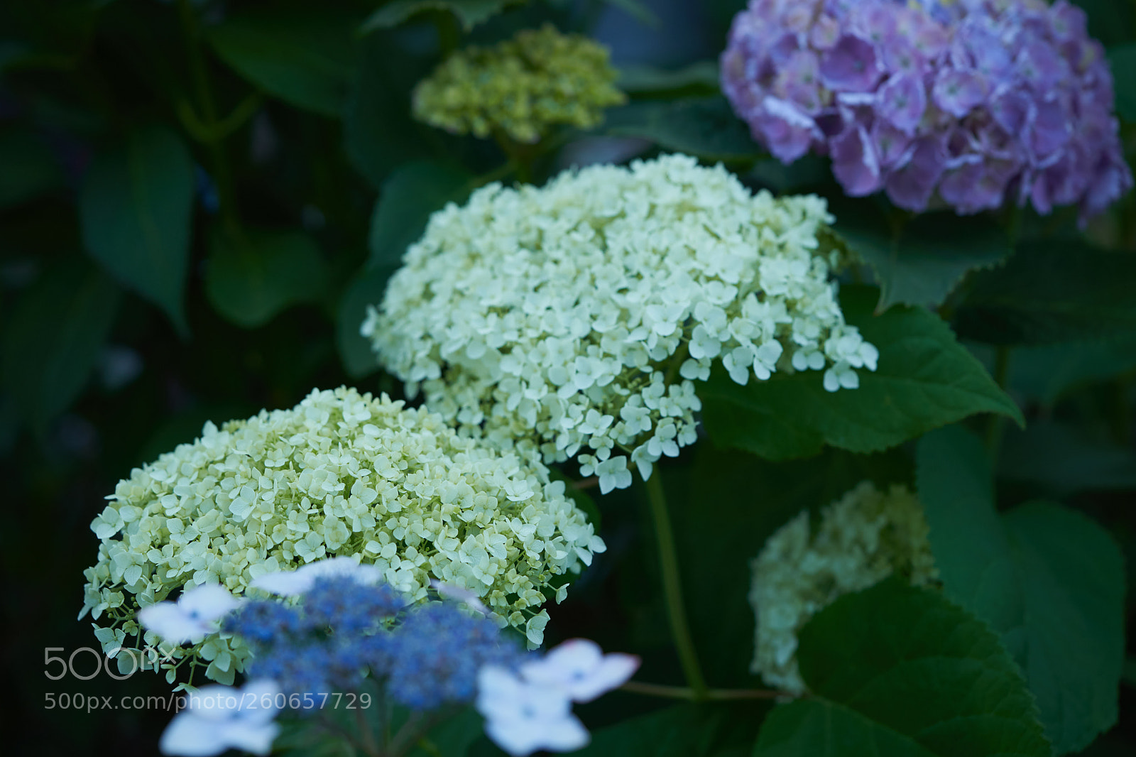 Sony a7 sample photo. Flowers 6728 photography