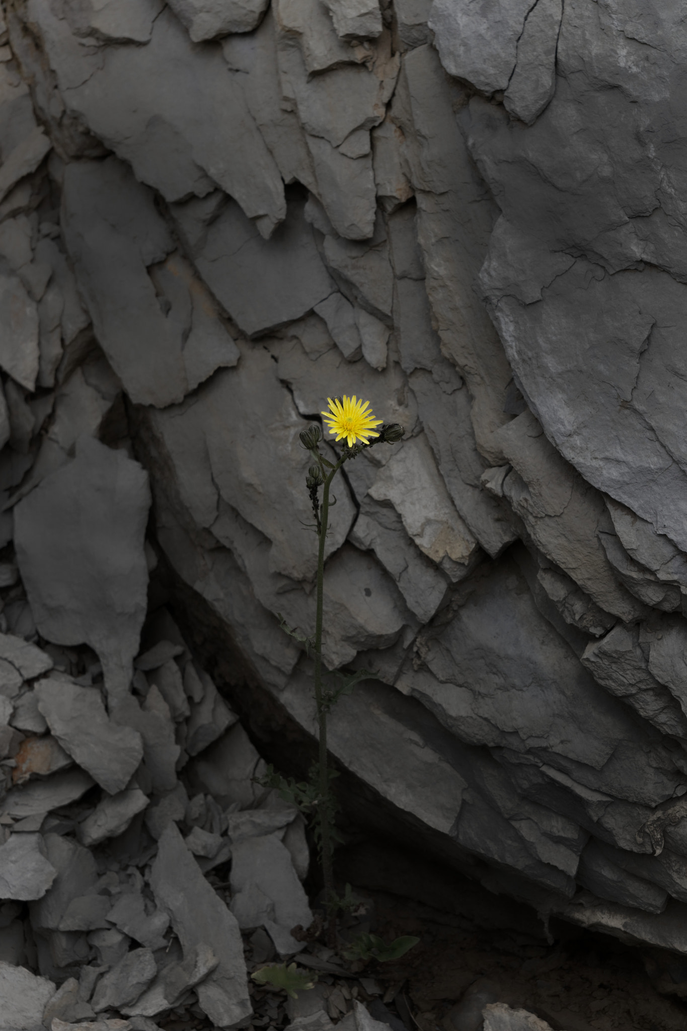 Canon EOS 80D + Tamron SP AF 17-50mm F2.8 XR Di II LD Aspherical (IF) sample photo. A lonely yellow flower photography
