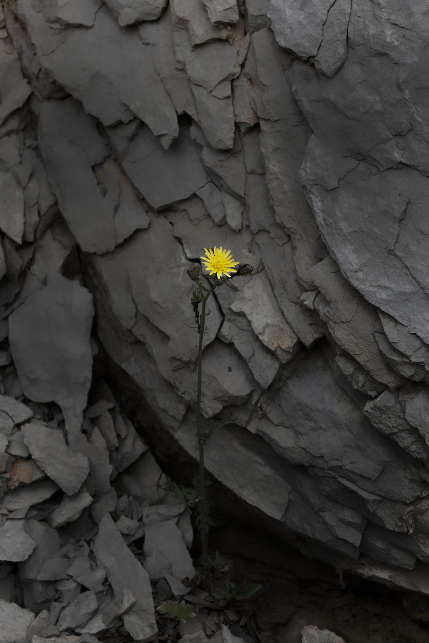 Tamron SP AF 17-50mm F2.8 XR Di II LD Aspherical (IF) sample photo. A lonely yellow flower photography