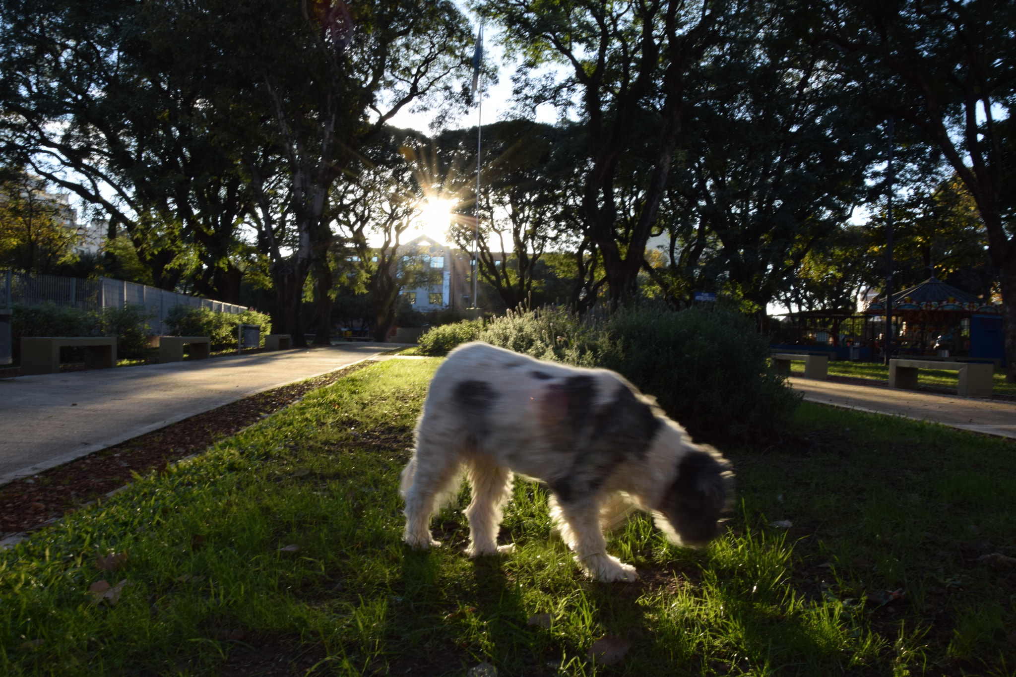 Nikon D5300 sample photo. Lola de paseo photography