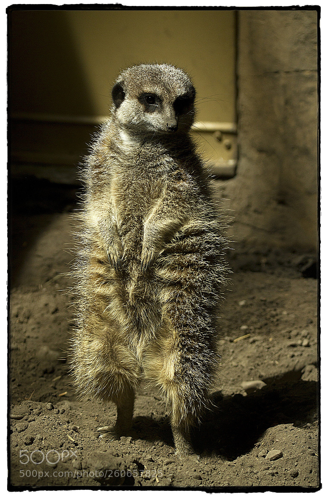 Canon EOS 7D sample photo. Meerkat in the sun. photography