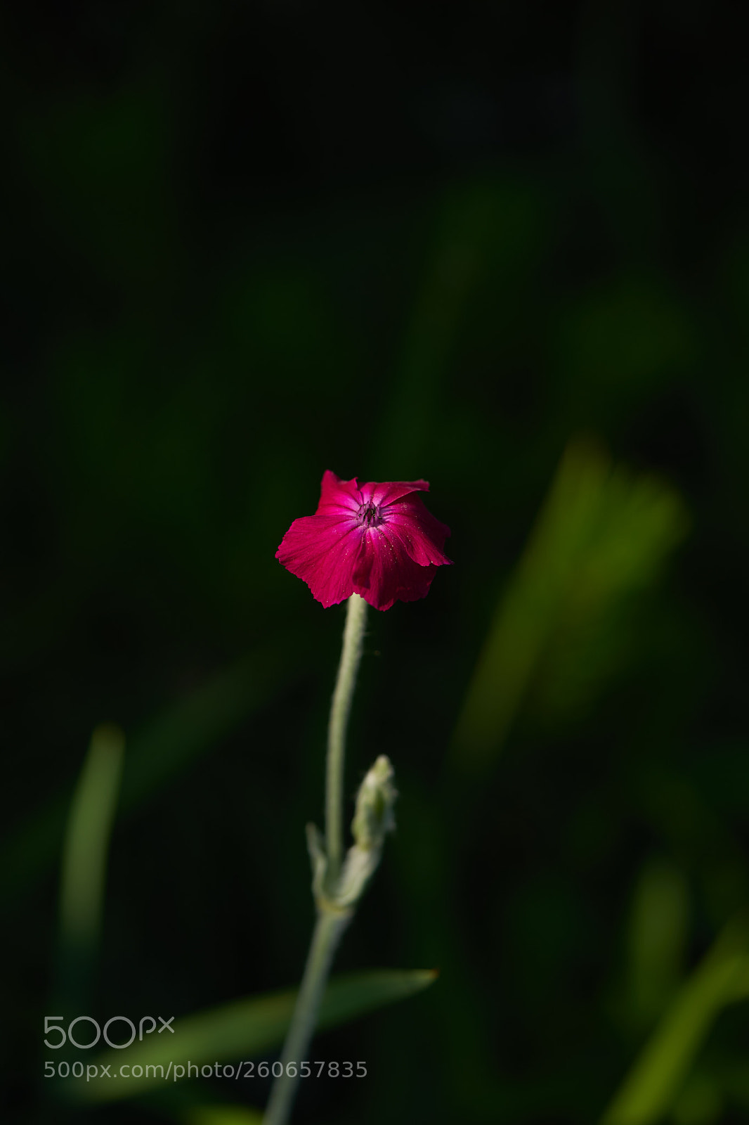 Sony a7 sample photo. Flowers 6729 photography