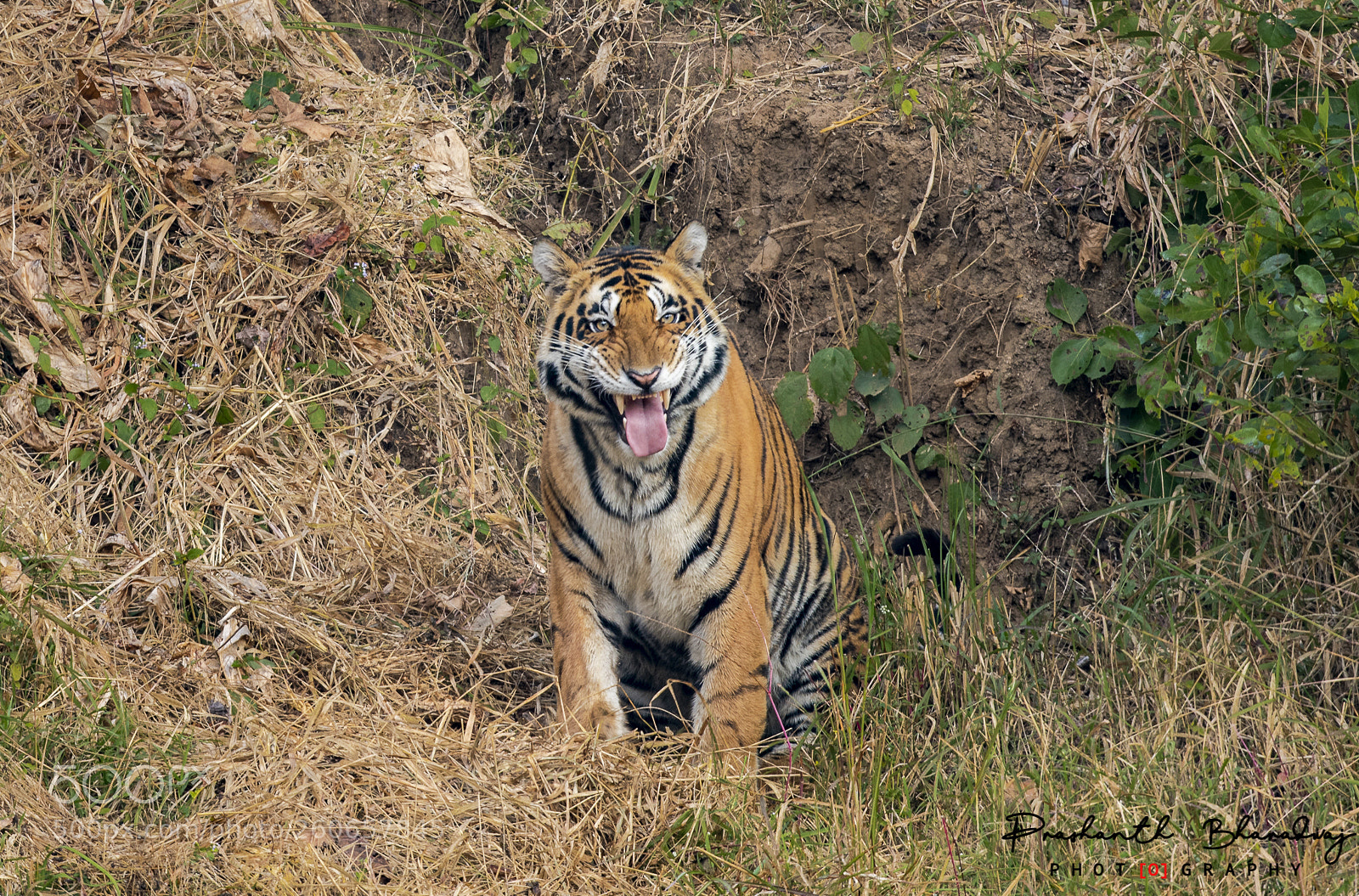 Nikon D810 sample photo. Flehman response - tiger photography