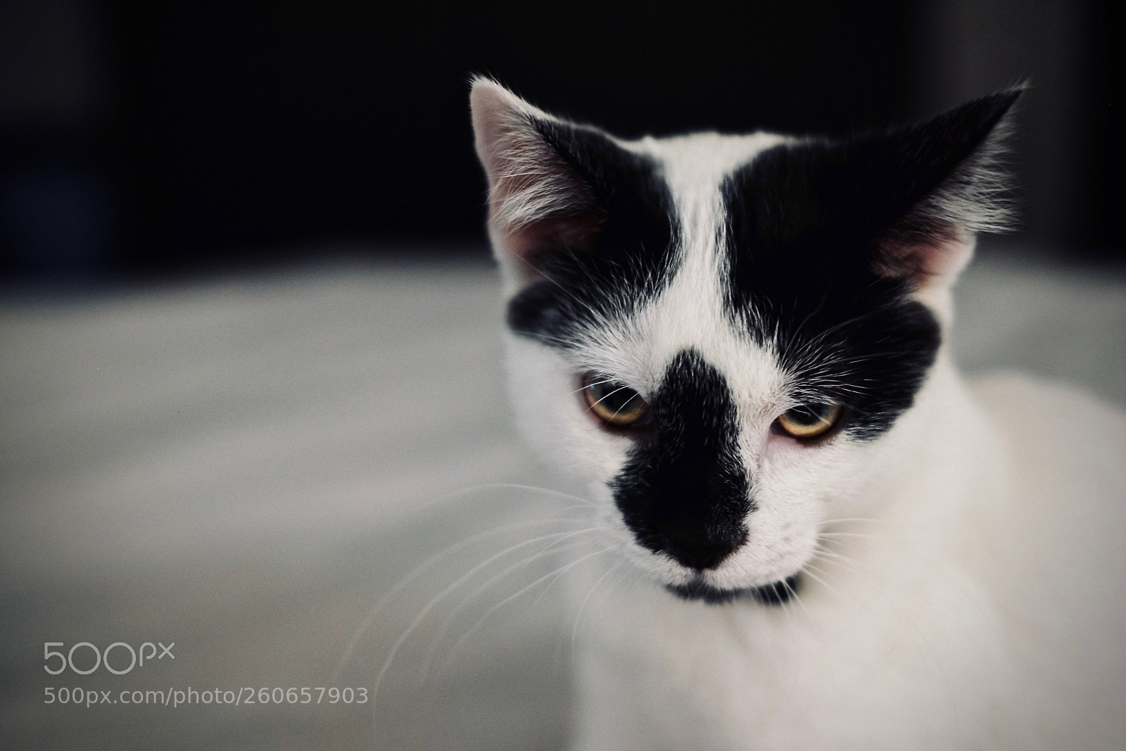 Fujifilm X-T20 sample photo. Anger photography