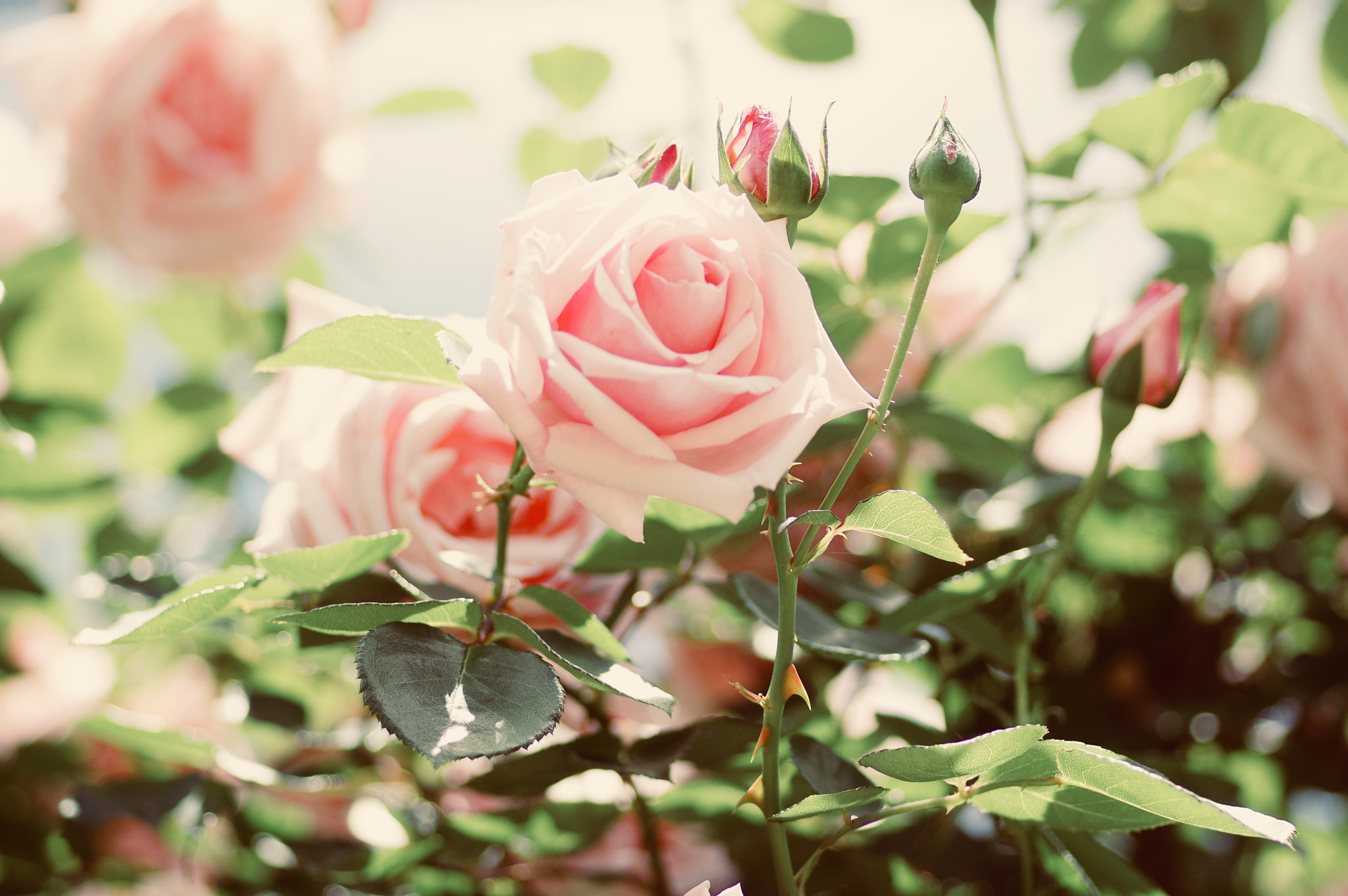 Pentax K-3 II sample photo. Nostalgia air feeling with pink roses photography