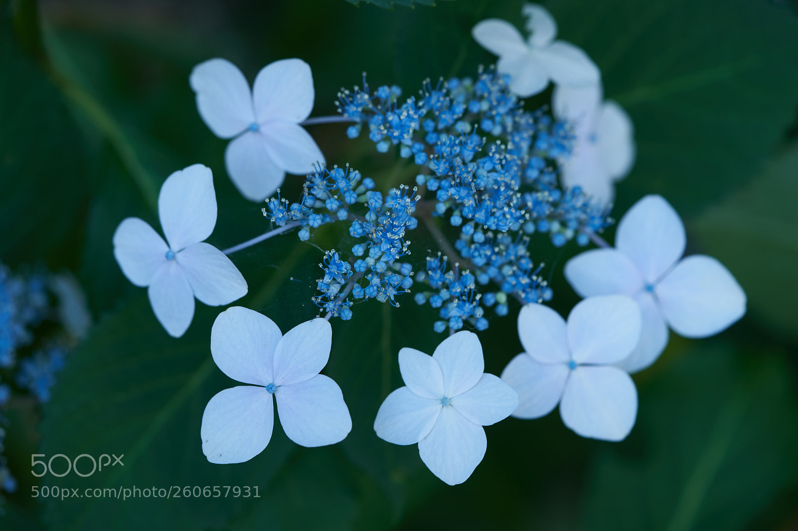 Sony a7 sample photo. Flowers 6730 photography