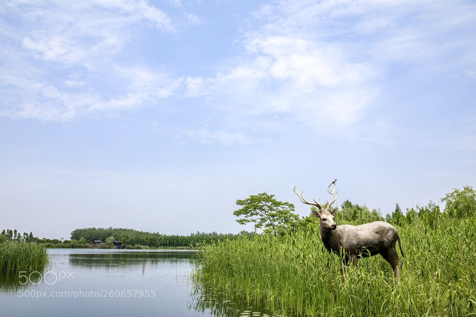 Canon EOS 5D Mark IV sample photo. Wet land photography