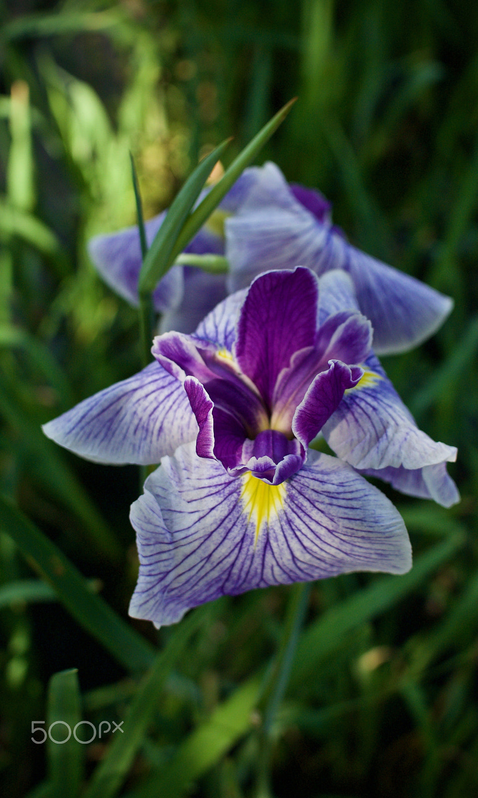 Nikon 1 J2 sample photo. Japanese iris photography