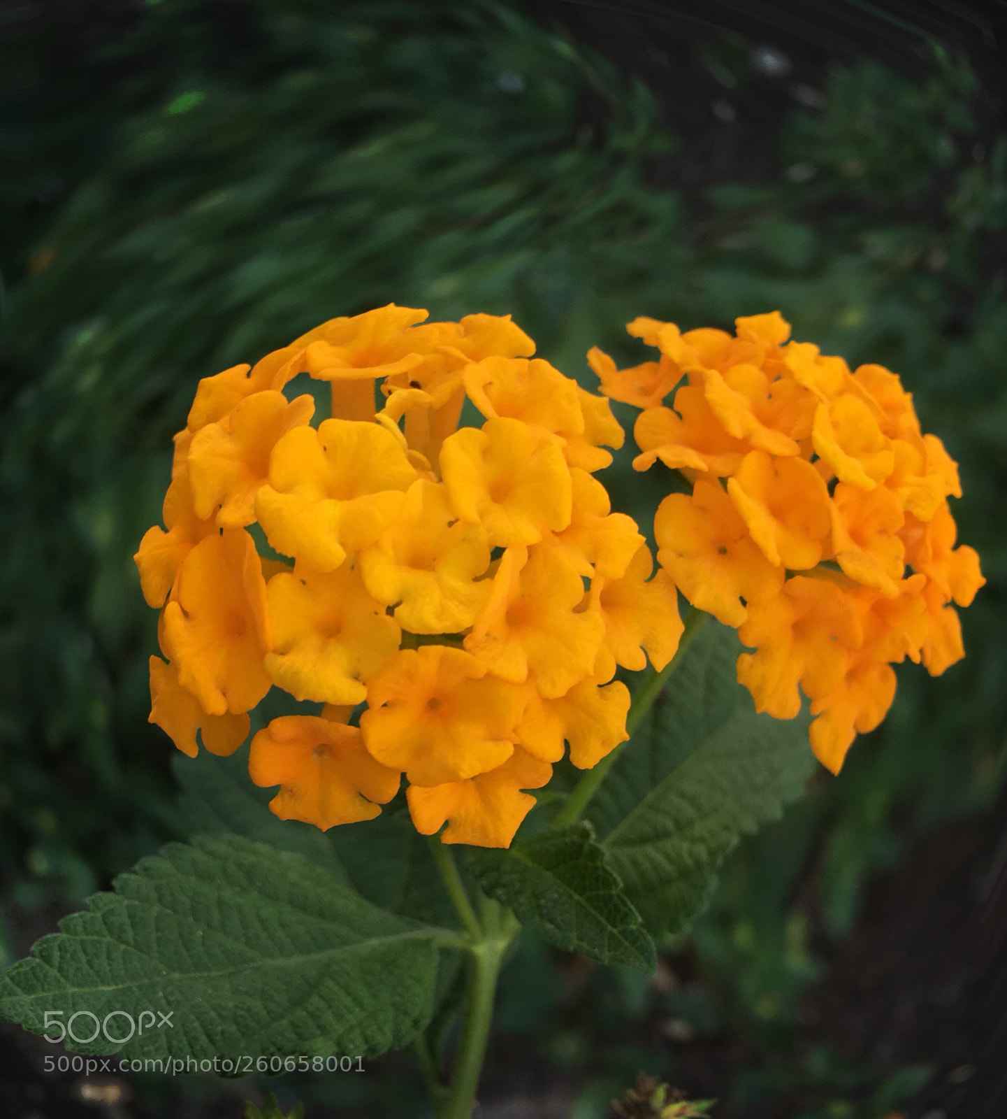Apple iPhone SE sample photo. Yellow flowers photography
