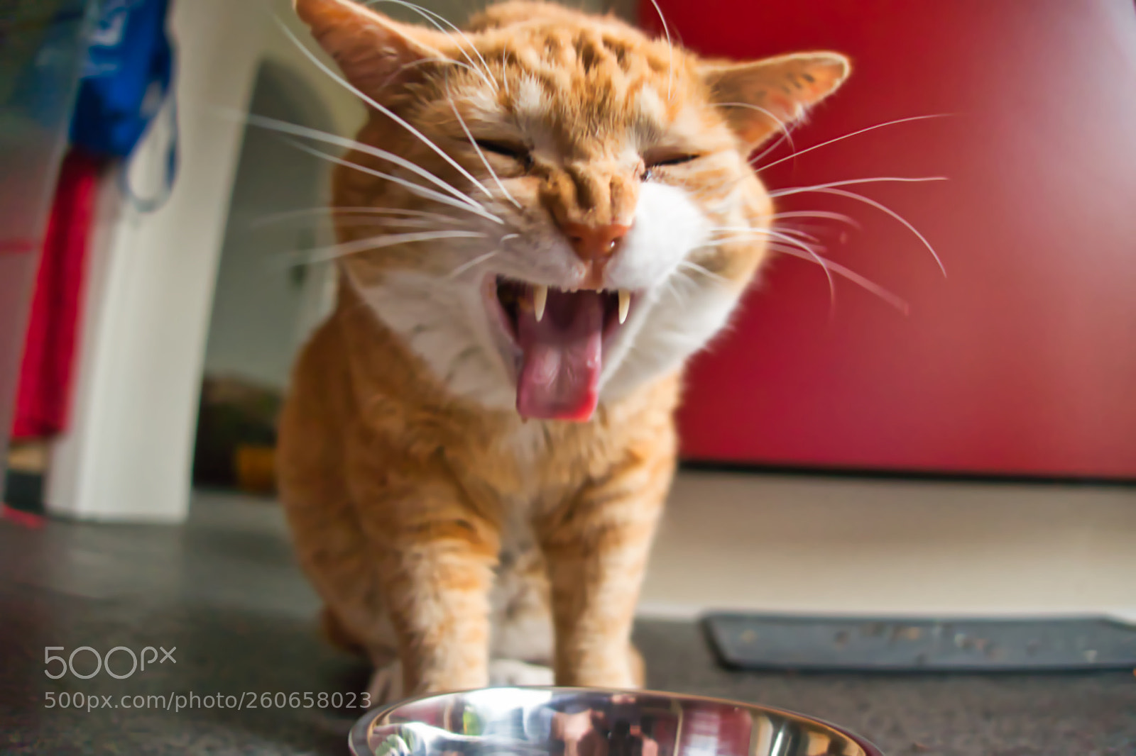 Sony Cyber-shot DSC-RX100 III sample photo. Little yawning lion photography