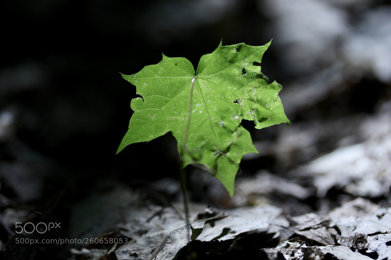 Canon EOS 500D (EOS Rebel T1i / EOS Kiss X3) sample photo. Alive photography
