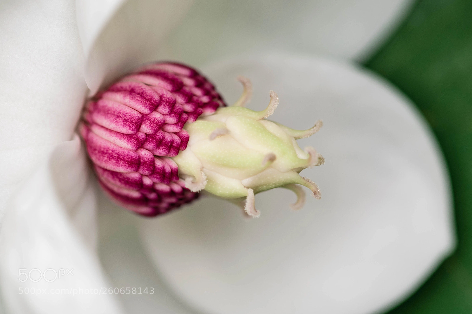 Nikon D5300 sample photo. Magnolia sieboldii photography