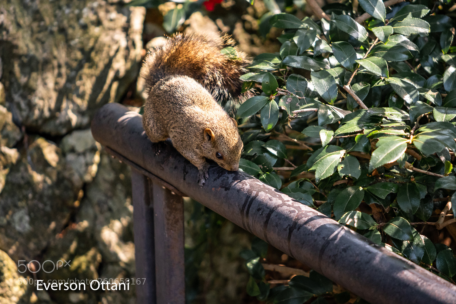 Nikon D500 sample photo. Nature photography