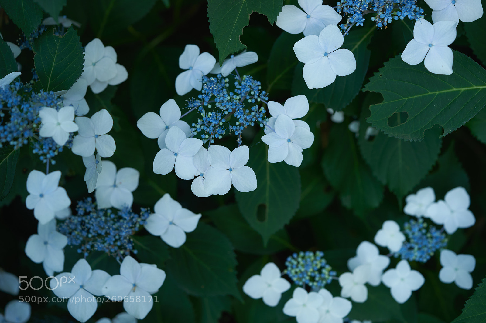 Sony a7 sample photo. Flowers 6733 photography
