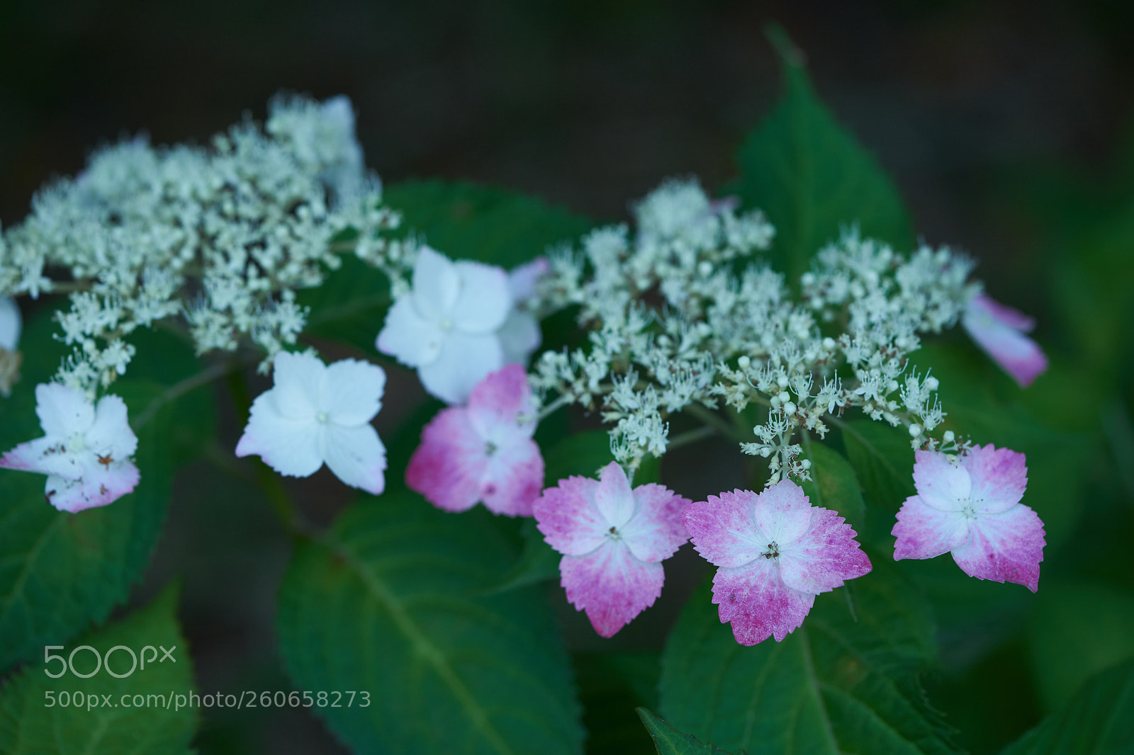 Sony a7 sample photo. Flowers 6734 photography