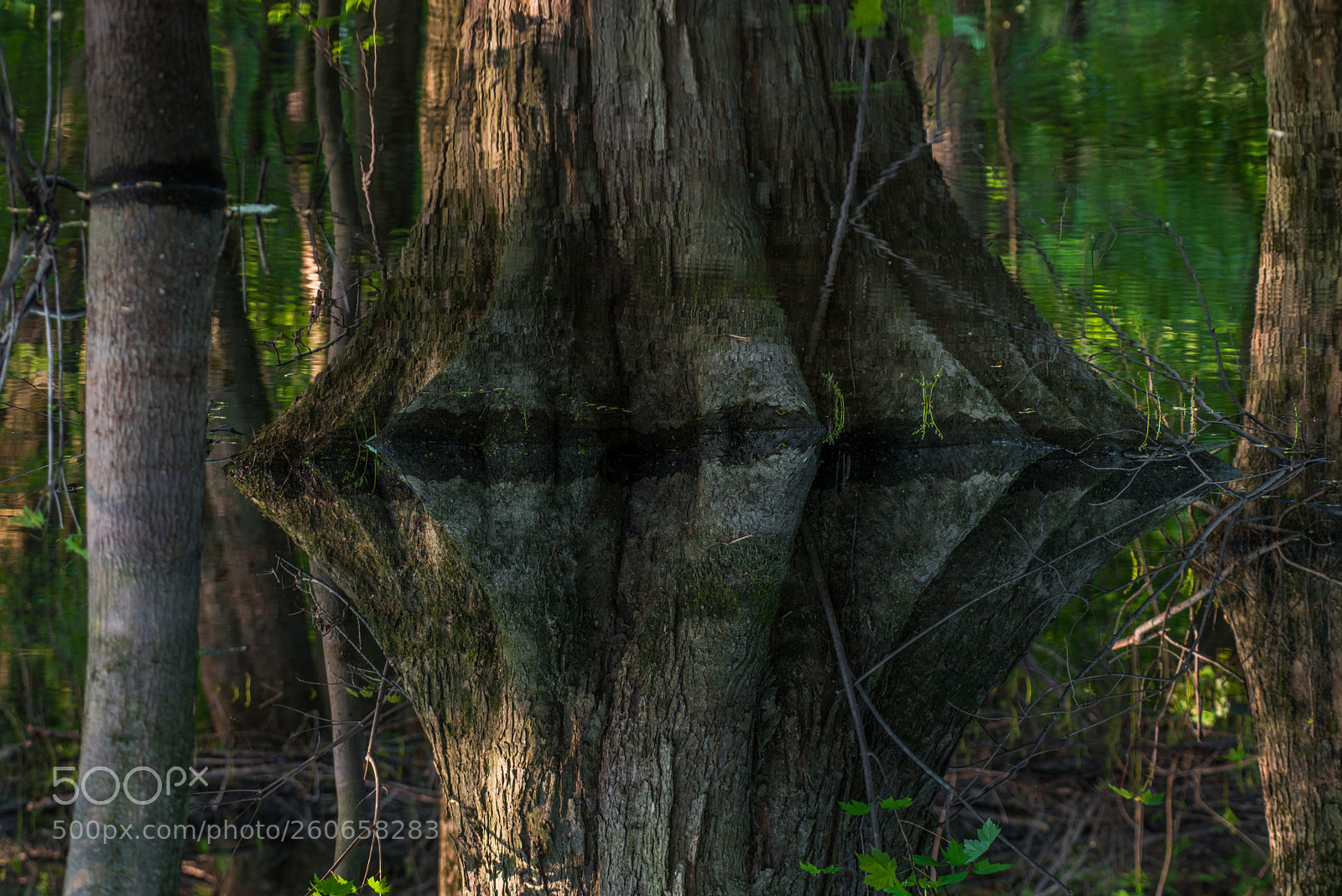 Nikon D800 sample photo. Tree and roots photography