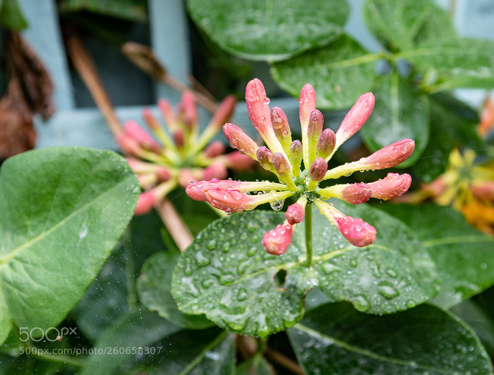Nikon D500 sample photo. Adenium photography