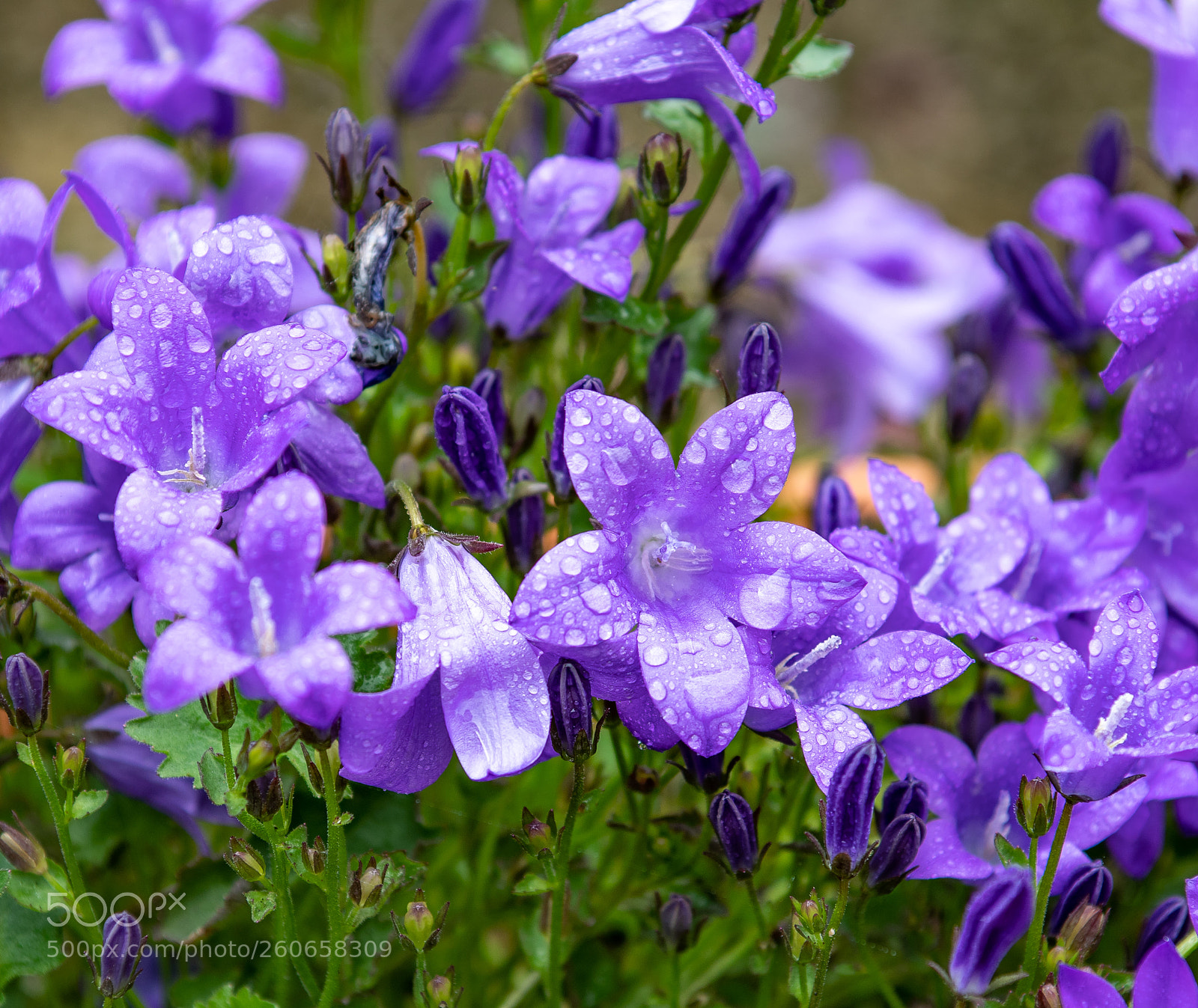 Nikon D500 sample photo. Campanula photography
